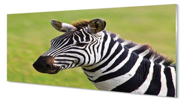 Obraz na szkle Zebra