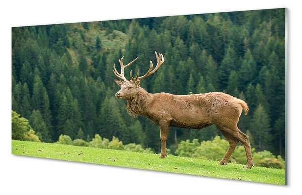 Obraz na szkle Jeleń na polu
