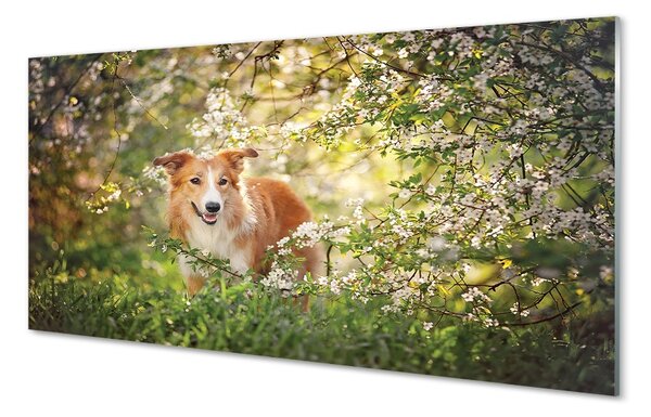 Obraz na szkle Pies las kwiaty