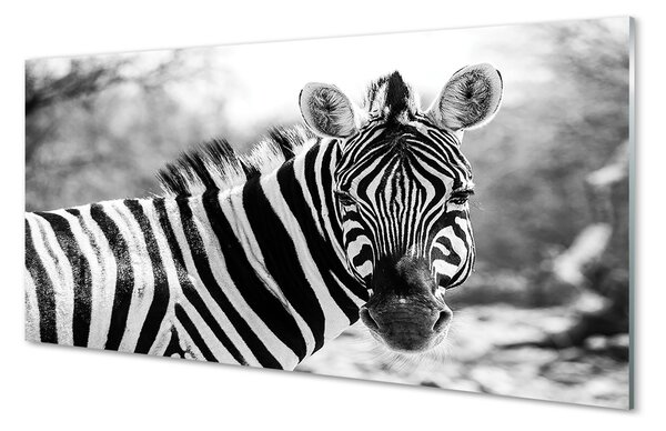 Obraz na szkle Retro zebra