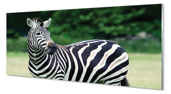 Obraz na szkle Zebra pole