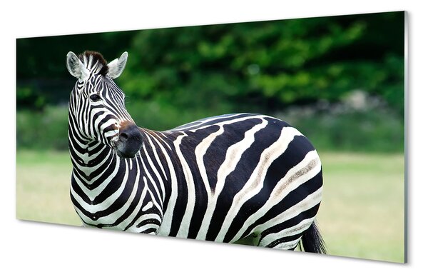 Obraz na szkle Zebra pole