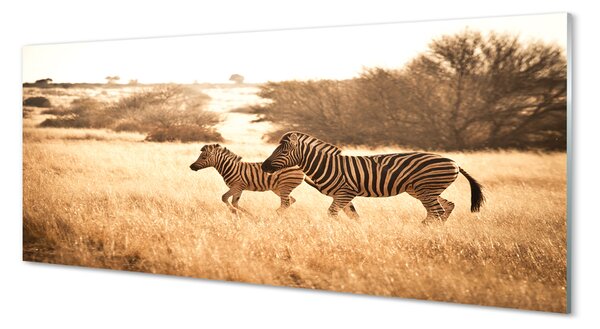 Obraz na szkle Zebra pole zachód słońca