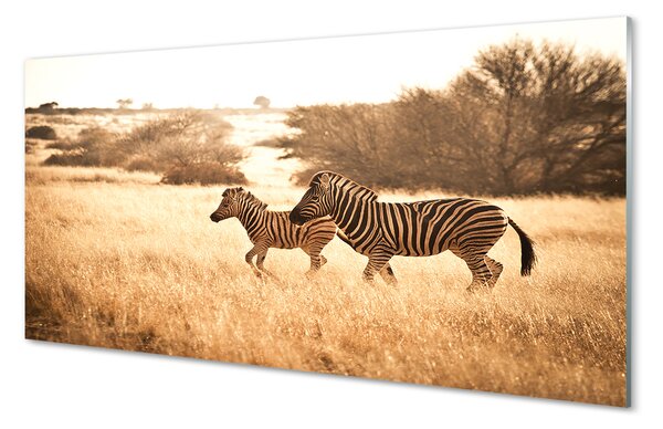 Obraz na szkle Zebra pole zachód słońca