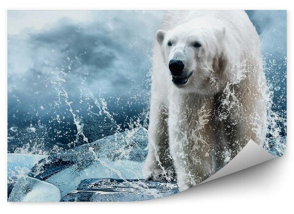 Niedźwiedź polarny na lodzie wśród kropel wody Okleina ścienna Niedźwiedź polarny na lodzie wśród kropel wody