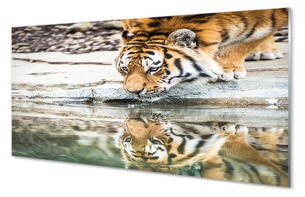 Obraz na szkle Pijący tygrys