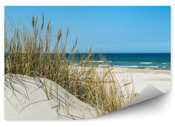 Zbliżenie na trawę wydmy plaża Polska Okleina na ścianę Zbliżenie na trawę wydmy plaża Polska