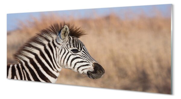 Obraz na szkle Zebra