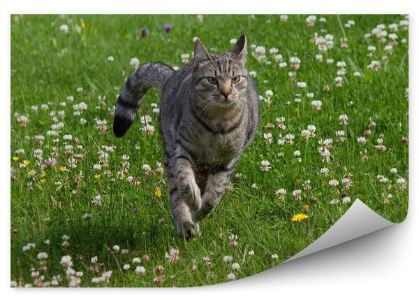 Kot biegnący po łące kwiaty lato Okleina ścienna Kot biegnący po łące kwiaty lato