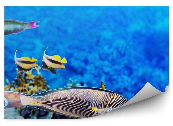 Morze Koralowe ryby zwierzęta Okleina na ścianę Morze Koralowe ryby zwierzęta
