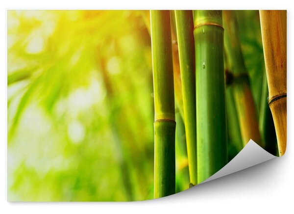 Zbliżenie zieleń brąz blask bambus Okleina ścienna Zbliżenie zieleń brąz blask bambus