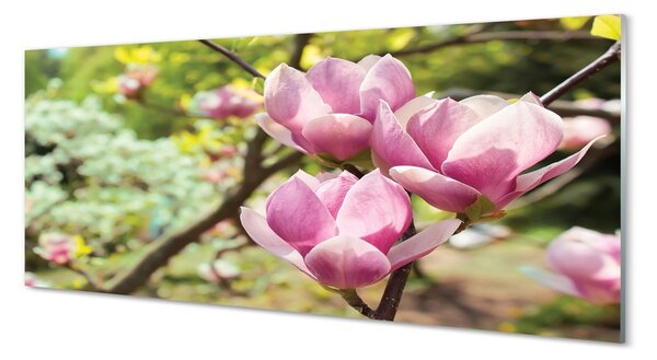 Obraz na szkle Magnolia drzewa