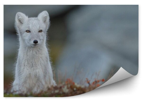 Mały lis polarny natura Norwegia Fotopeta Mały lis polarny natura Norwegia