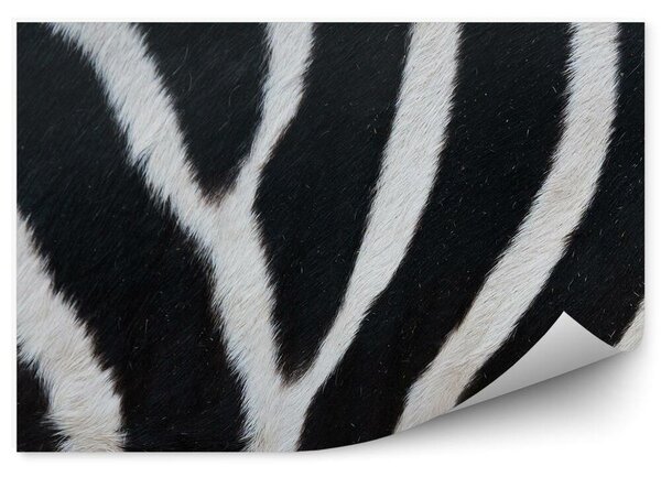 Czarno-białe pasy futro zebra Fototapeta samoprzylepna Czarno-białe pasy futro zebra