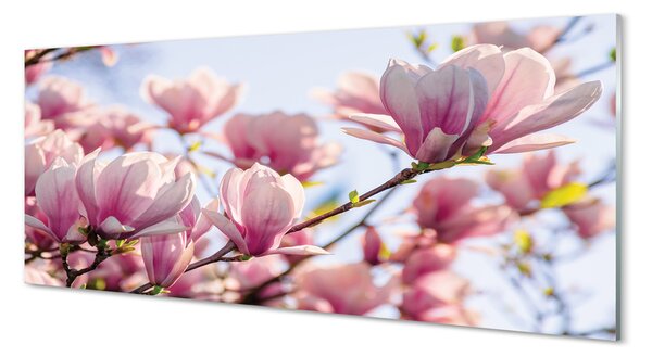 Obraz na szkle Magnolia