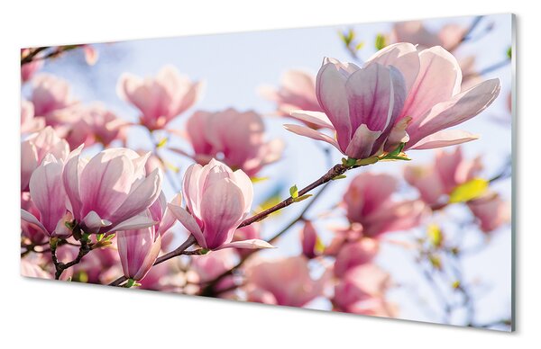 Obraz na szkle Magnolia