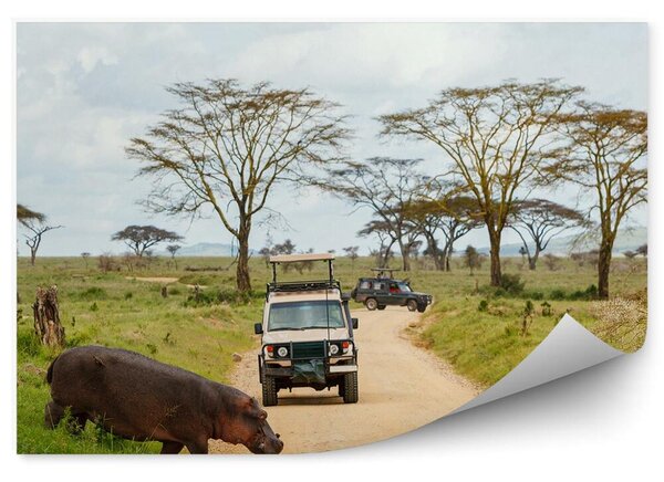 Hipopotam zwierzę droga safari pojazdy Okleina ścienna Hipopotam zwierzę droga safari pojazdy