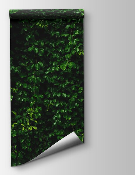 Fototapeta Ściana zielonych liści, Fototapety 3d, Popularne Fototapety, u94381 - Tapeko.pl