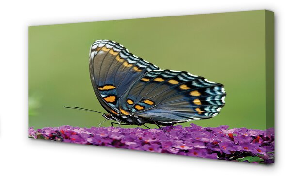 Fotoobraz na płótnie Kolorowy Motyl na Kwiatach