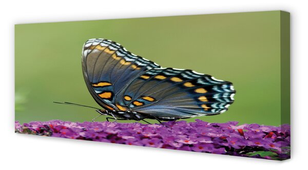 Fotoobraz na płótnie Kolorowy Motyl na Kwiatach