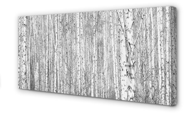 Obraz na płótnie Czarno-białe drzewa las