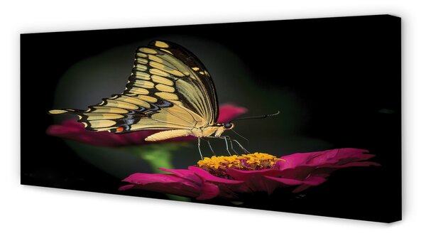 Obraz na płótnie Motyl na Roślinie