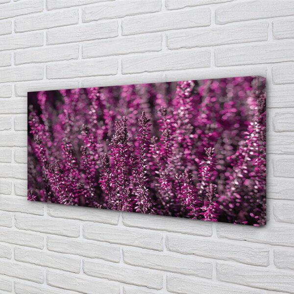 Obraz canvas na ścianę Pole Wrzosów