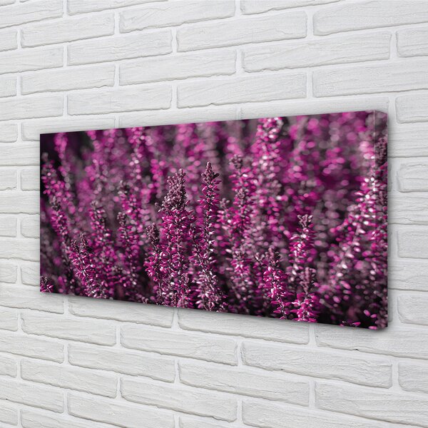 Obraz canvas na ścianę Pole Wrzosów