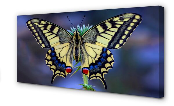 Obraz na płótnie Motyl na Kwiecie w Zbliżeniu