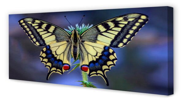 Obraz na płótnie Motyl na Kwiecie w Zbliżeniu