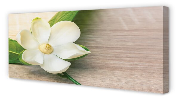 Zdjęcie na płótnie Biała Magnolia