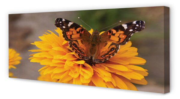 Obraz na płótnie Kolorowy Motyl i Kwiat