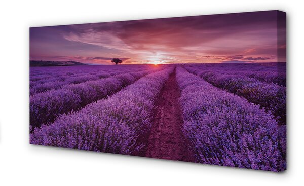Obraz canvas na ścianę Pole Wrzosów