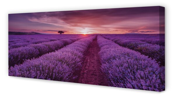 Obraz canvas na ścianę Pole Wrzosów