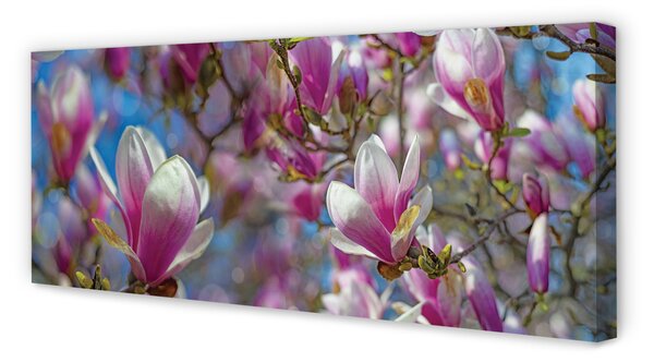 Fotoobraz na płótnie Drzewa Magnolii