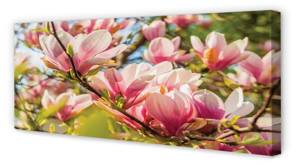Fotoobraz na płótnie Różowa Magnolia