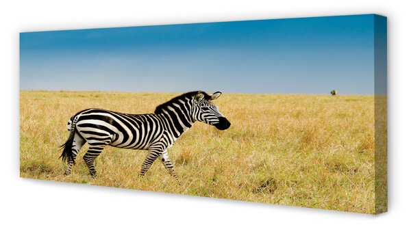 Obraz na płótnie Zebra na Sawannie