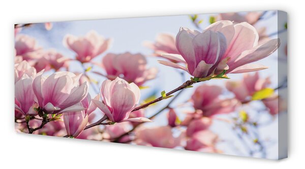Duży obraz na płótnie Magnolia