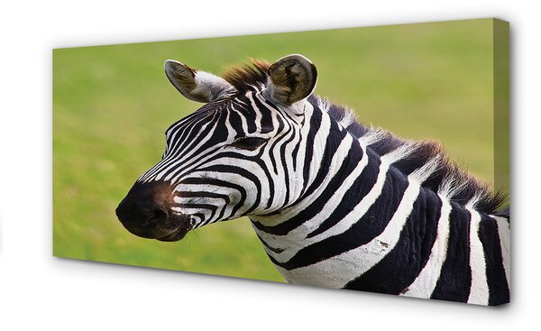 Obraz na płótnie Zebra w Zbliżeniu