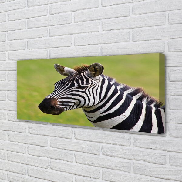 Obraz na płótnie Zebra w Zbliżeniu