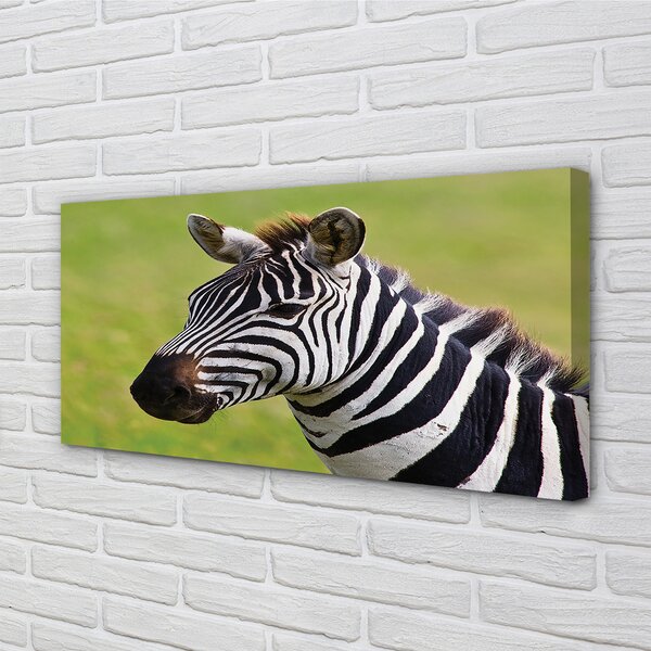 Obraz na płótnie Zebra w Zbliżeniu