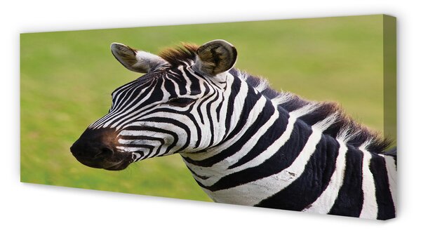 Obraz na płótnie Zebra w Zbliżeniu