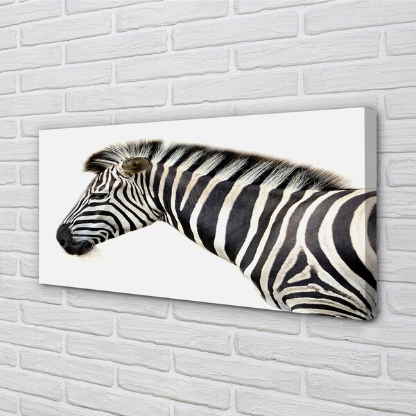 Zdjęcie na płótnie Samotna Zebra