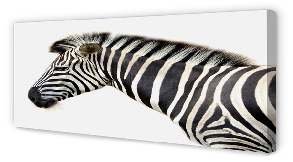 Zdjęcie na płótnie Samotna Zebra