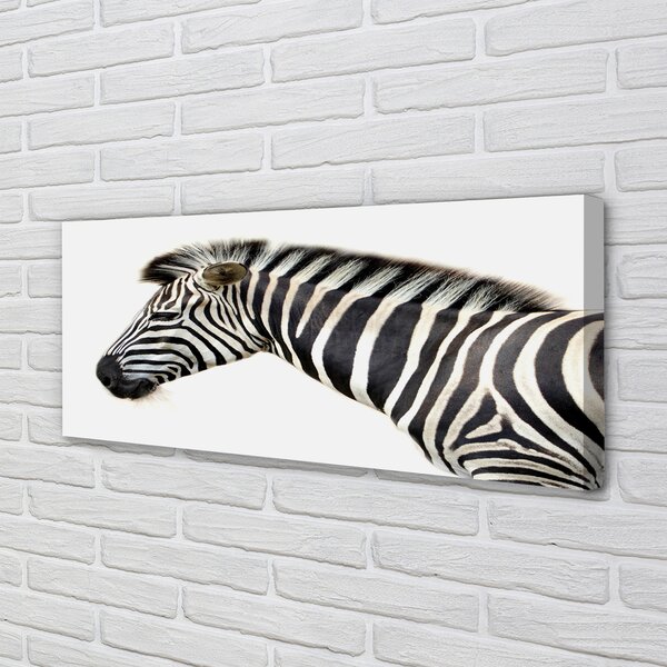 Zdjęcie na płótnie Samotna Zebra