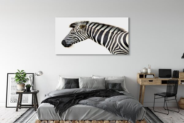 Zdjęcie na płótnie Samotna Zebra