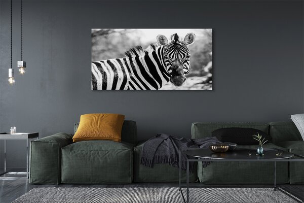 Zdjęcie na płótnie Zebra w Stylu Retro