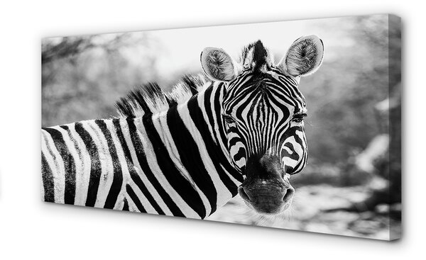 Zdjęcie na płótnie Zebra w Stylu Retro