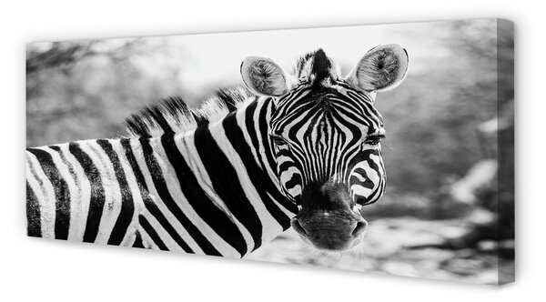 Zdjęcie na płótnie Zebra w Stylu Retro