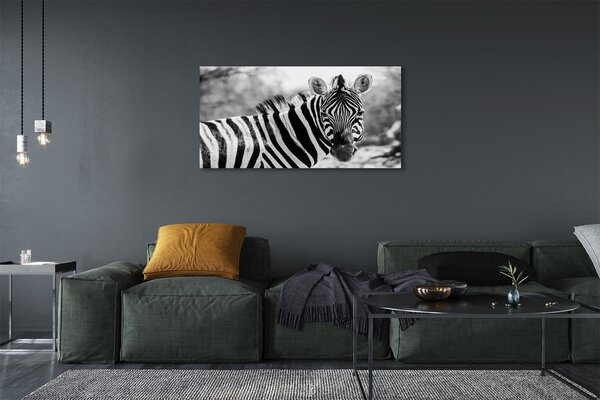 Zdjęcie na płótnie Zebra w Stylu Retro